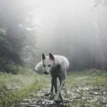 Spiritual Dog Names Biblical dog names
