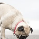 Can Dogs Eat Cheerios or Honey Nut Cheerios? A Quick Answer Explained