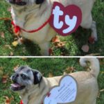costumes for dog who hates costumes