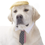 costumes for dog who hates costumes 5