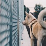 dog loves you 1