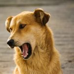 dog loves you 2