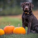 6 Pawesome Pumpkin Dog Recipes to Fall for this Season