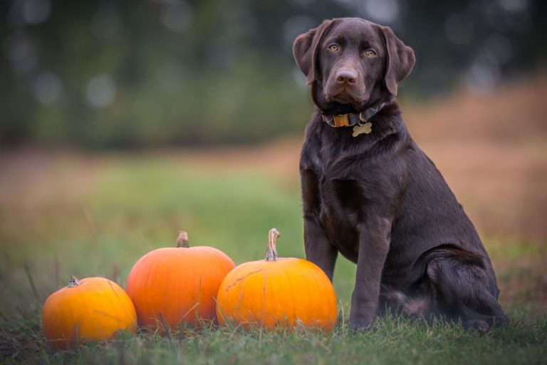 6 Pawesome Pumpkin Dog Recipes to Fall for this Season