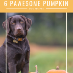 dog pumpkin recipes