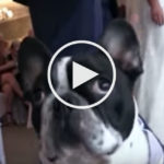 Dog's Long Journey to Bring Ring to Wedding