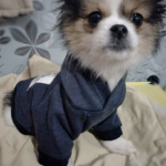 dog sweater hoodie 7
