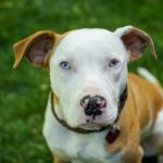gangster dog names 2