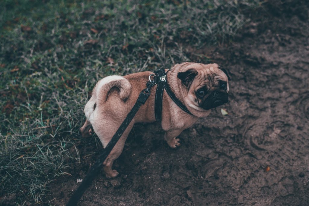 how to become a freelancer dog walker