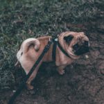 Best Websites To Find Freelance Dog Walking Jobs