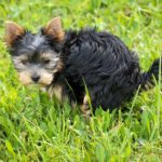 pooping pip