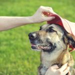 ridiculous dog names