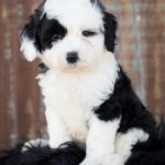 sheepadoodle