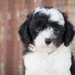 Sheepadoodle: A Full Guide on the Teddy Bear Dog Breed