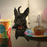spoil dog 11