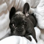 spoil dog 5