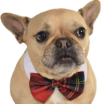 Dog Christmas Bow: Festive Ideas for Your Dog to Wear at Holiday Parties