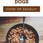 Can Dogs Eat Cheerios or Honey Nut Cheerios
