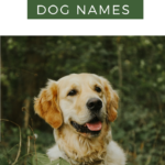 Magical, Spiritual Dog Names and Biblical Dog Names