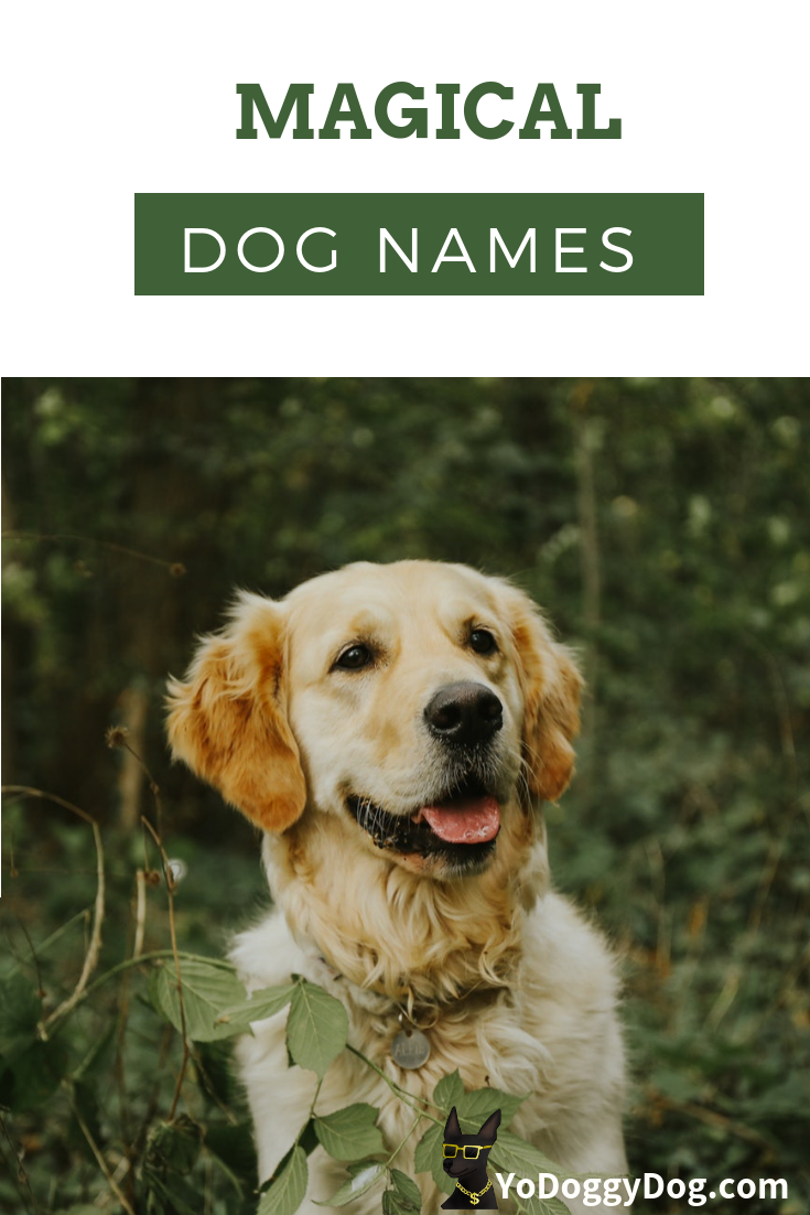 The Most Magical, Spiritual Dog Names and Biblical Dog Names | YoCanine