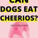 can dogs eat cheerios 2