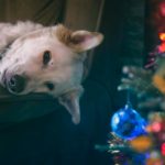 Christmas Dog Movie: 40+ Cute Movies to Get You into the Holiday Spirit
