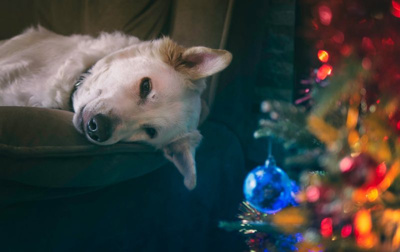 Christmas Dog Movie 40+ Cute Movies to Get You into the Holiday Spirit