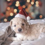 christmas dog names