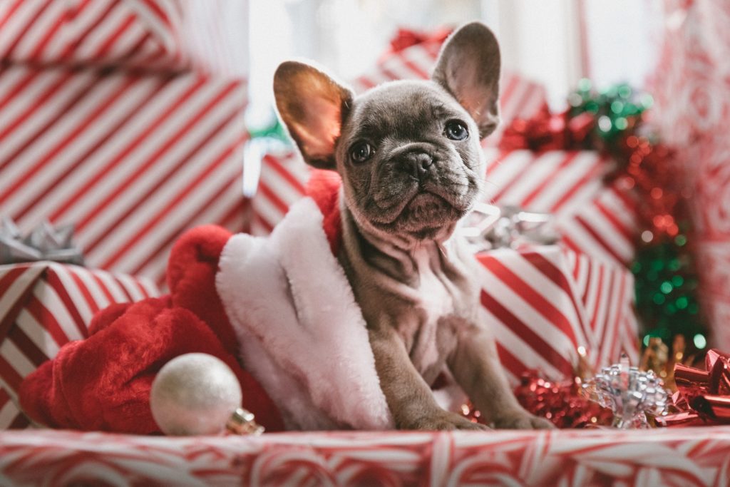 christmas dog names, Christmas Dog Names Female