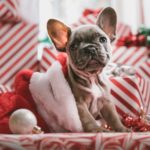90+ Most Magical Christmas Names for Dogs + Pets (Female and Male)