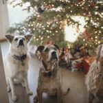 10 Fun Ways to Involve Your Dog in Holiday Festivities