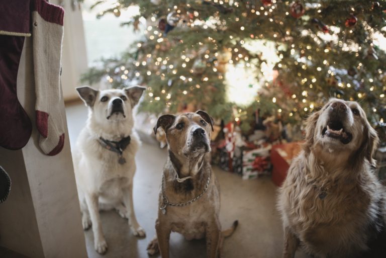 10 Fun Ways to Involve Your Dog in Holiday Festivities 10 Fun Ways to Involve Your Dog in Holiday Festivities
