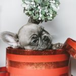 dog christmas activities 1