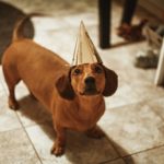 dog christmas activities 3