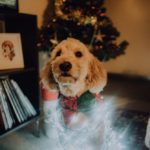 dog christmas activities 4