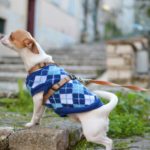 dog christmas activities 5