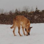 dog christmas activities 7