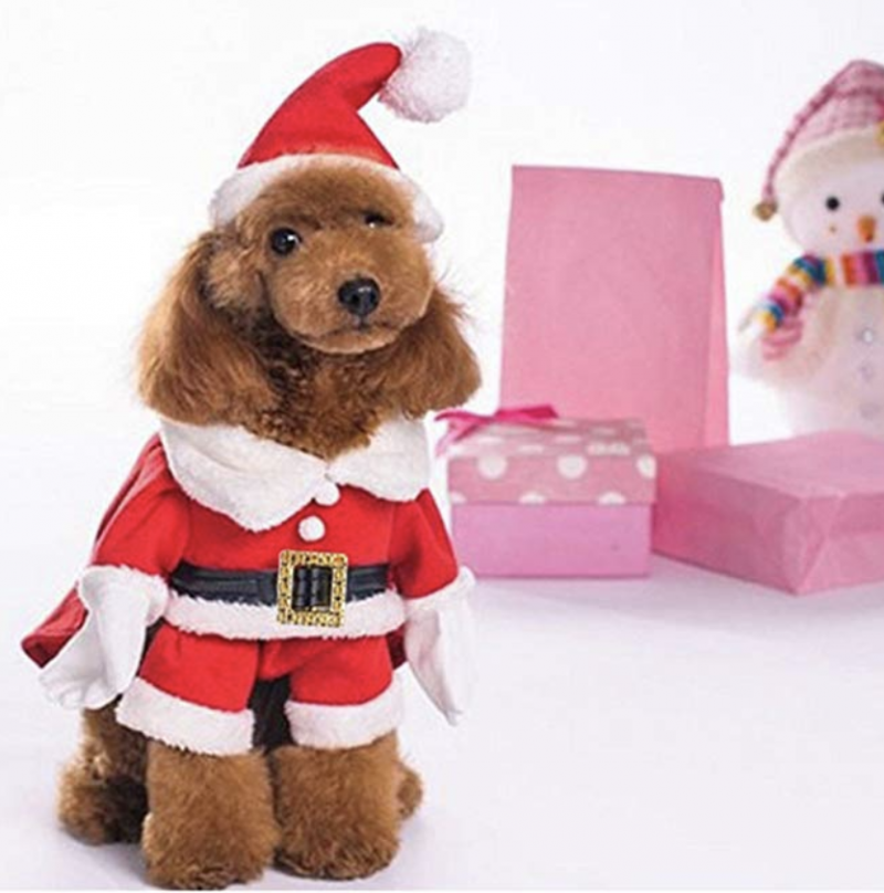 27 Dog Christmas Outfits & Ugly Sweaters on Amazon for Festive Pups ...