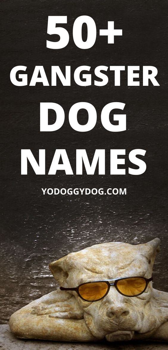 gangster-names-for-dogs-super-best-known-modern-ideas