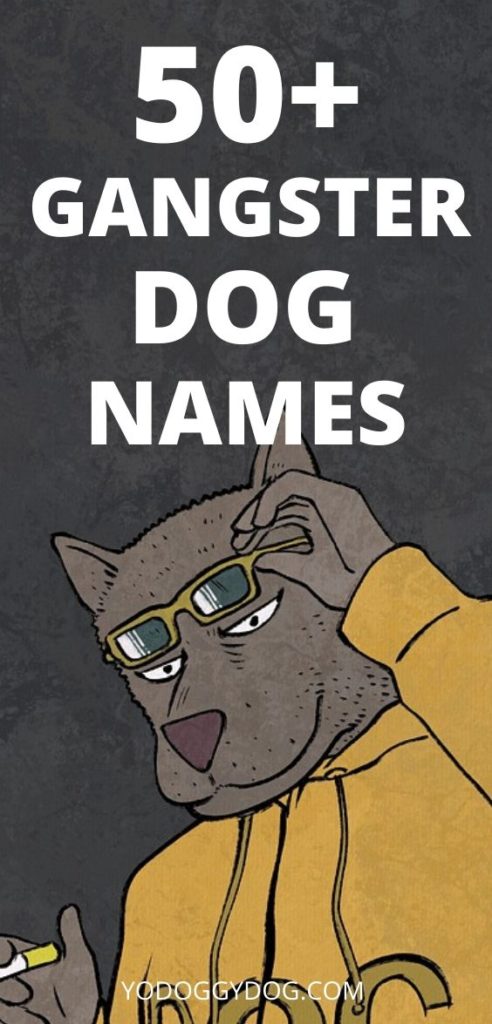 20-gangster-dog-names-that-ll-make-your-dog-even-more-badass-yocanine