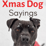 funny christmas quotes for cards 2