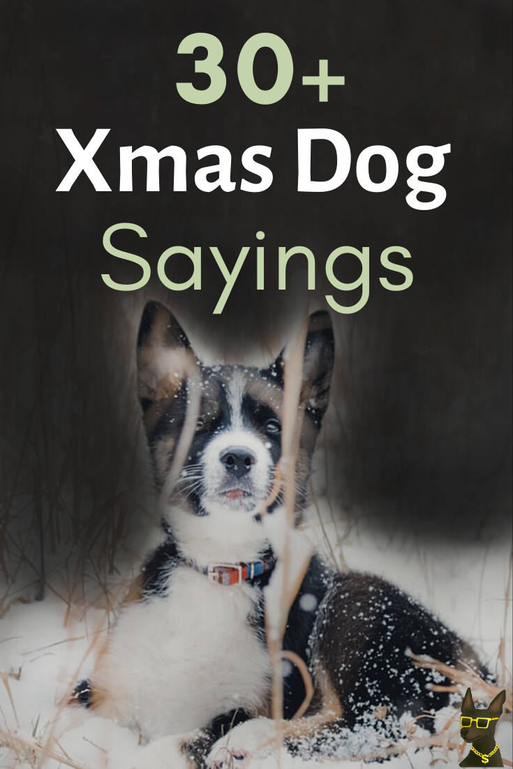 31 Fun Christmas Dog Quotes and Sayings for Holiday Cards