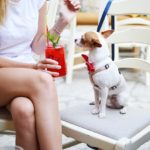 3 Dogs help with heartbreak, dog mental health facts