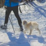 4 Dogs help with heartbreak, dog mental health facts