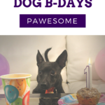 dog birthday party