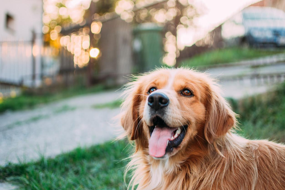 Dog laying down in grass of backyard