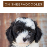 sheepadoodle