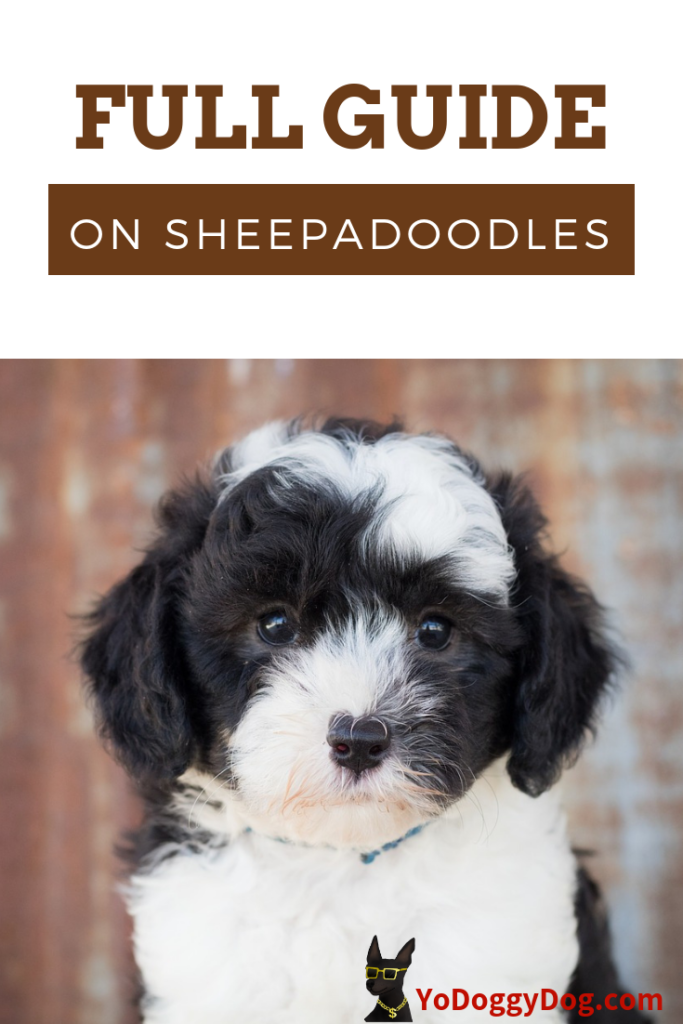 Sheepadoodle: A Full Guide on the Teddy Bear Dog Breed | YoCanine