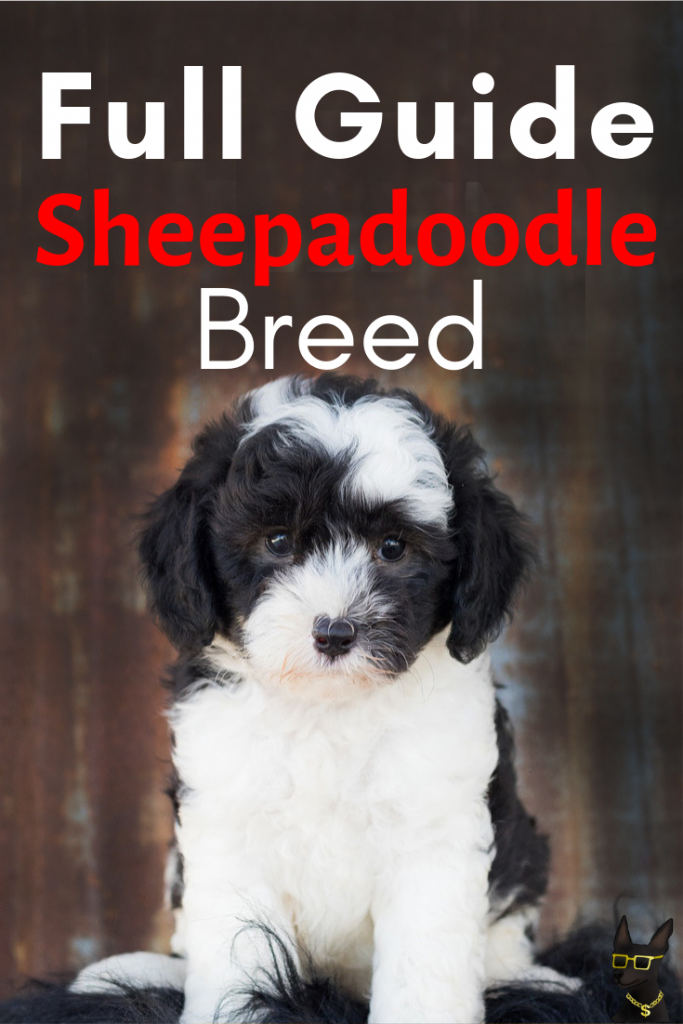 Sheepadoodle: A Full Guide on the Teddy Bear Dog Breed | YoCanine