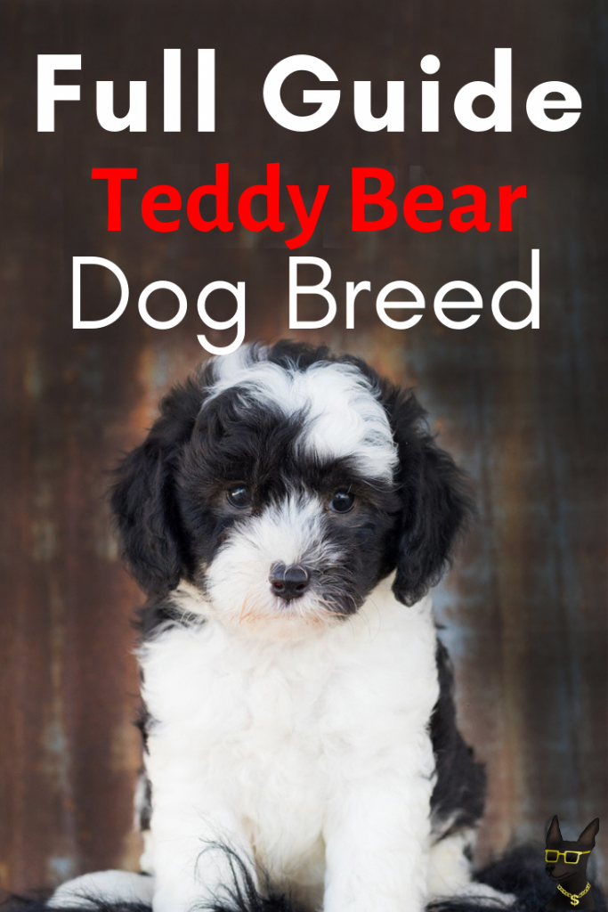 Sheepadoodle: A Full Guide on the Teddy Bear Dog Breed | YoCanine